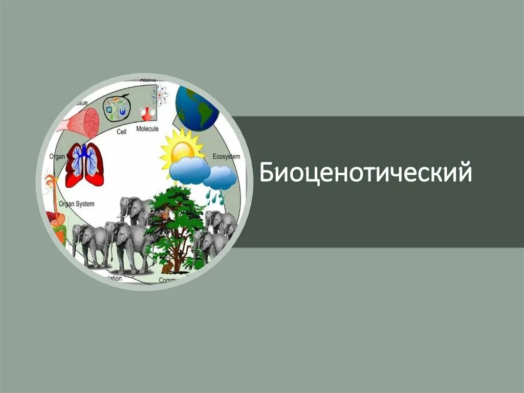 Минимальный уровень организации жизни. Минимальный уровень организации жизни