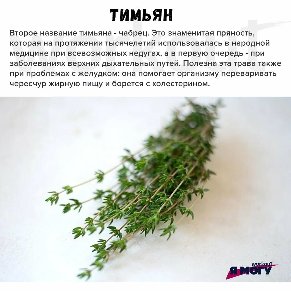 Чабрец как отличить. Чабер тимьян разница. тимьян (чабрец). тимьян чабрец чабер разница. чабрец луговой.