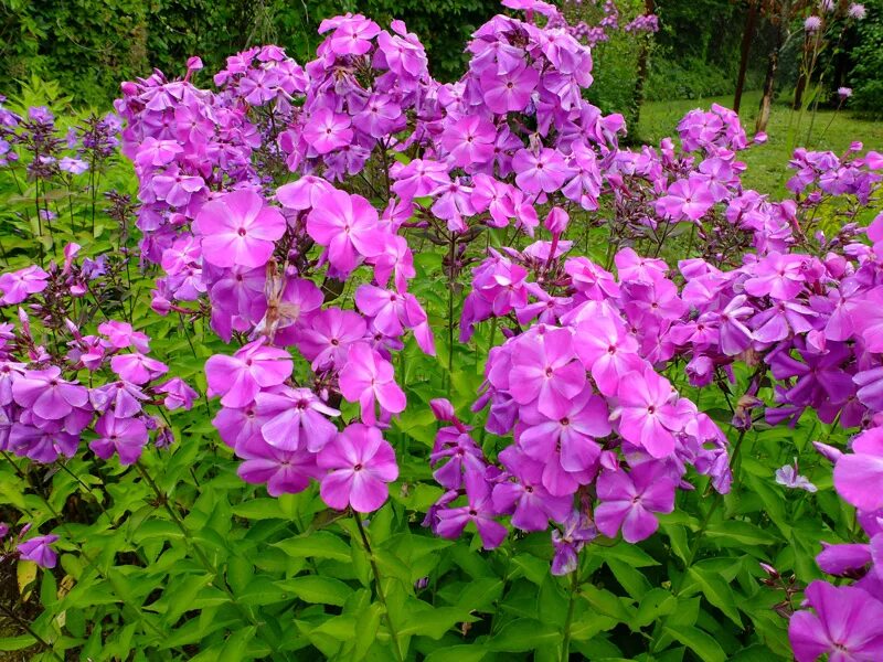 флоксы кустовые. флокс метельчатый посадка. условия выращивания флоксов. условия выращивания флоксов. сеем флокс метельчатый.