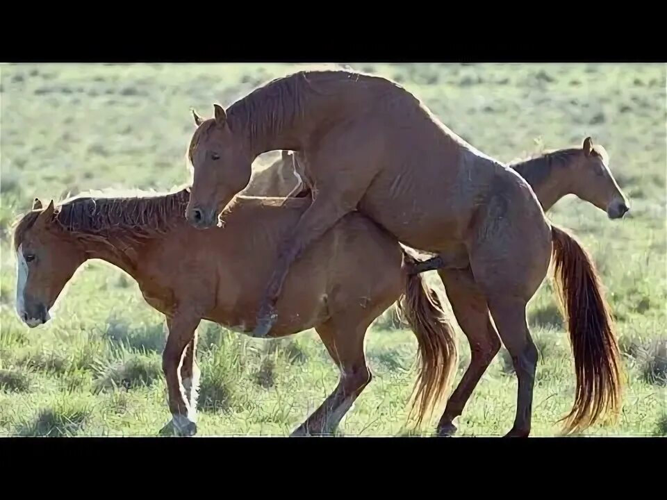 Покажи спаривание лошадей. Лошади спариваются. Спаривание лошадей. Покажи спаривание лошадей. Спаривание лошадей.