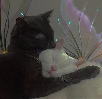 wings from picsart 3 Cute Baby Cats, Kittens Cutest, Cats And Kittens, Baby...