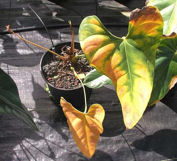 Листья антуриума желтеют и сохнут. Хлороз антуриума. Антуриум листья. Антуриум желтеют листья. Антуриум листья хлорозят.