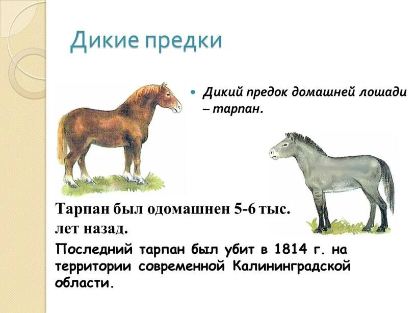 Найти слово предок. Тарпан предок лошади. Предки домашних животных. Дикий предок лошади. Предки домашних животных таблица.