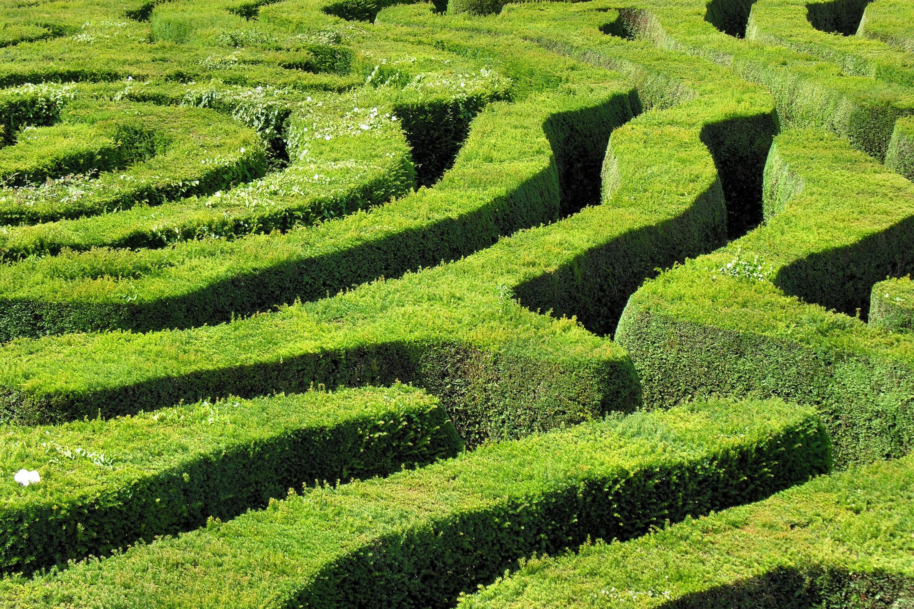 Где находится лабиринт. Лабиринт longleat hedge maze. лабиринт лонглита в великобритании. лабиринт живая изгородь. туя лабиринт.