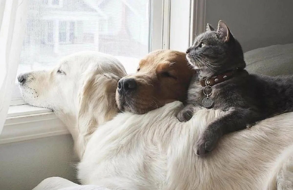 Dog and cat playing. Собаки обнимаются. Кошки и собаки. Животные друзья. Животные для квартиры.