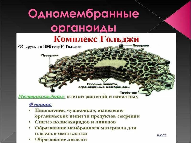 Одномембранные органоиды кратко. Транспорт липидов органоид. Гранулярная эпс функции. Эпс двумембранный органоид. Органоиды синтеза.
