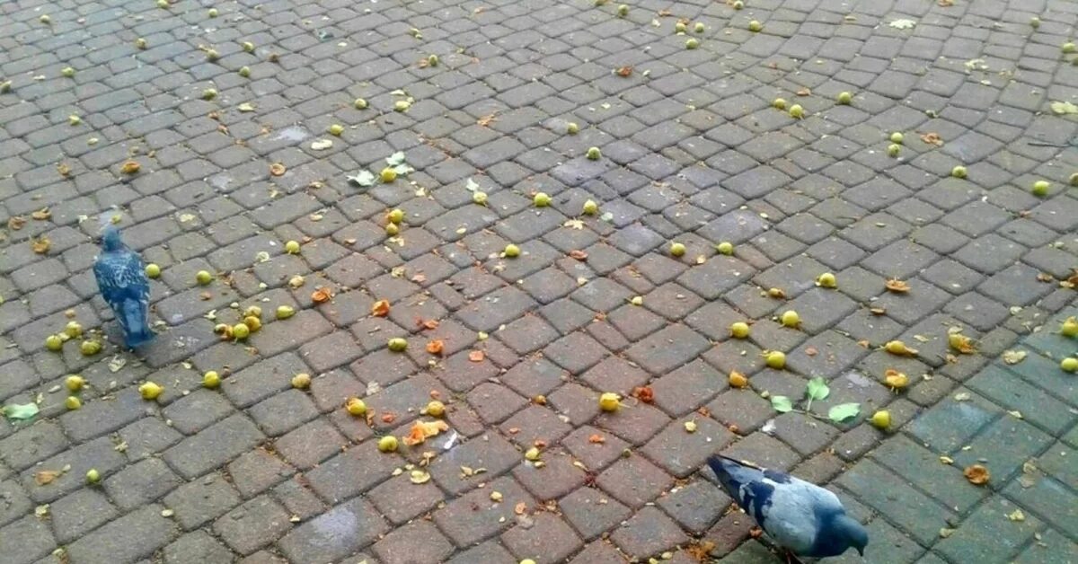 Сотня голубей