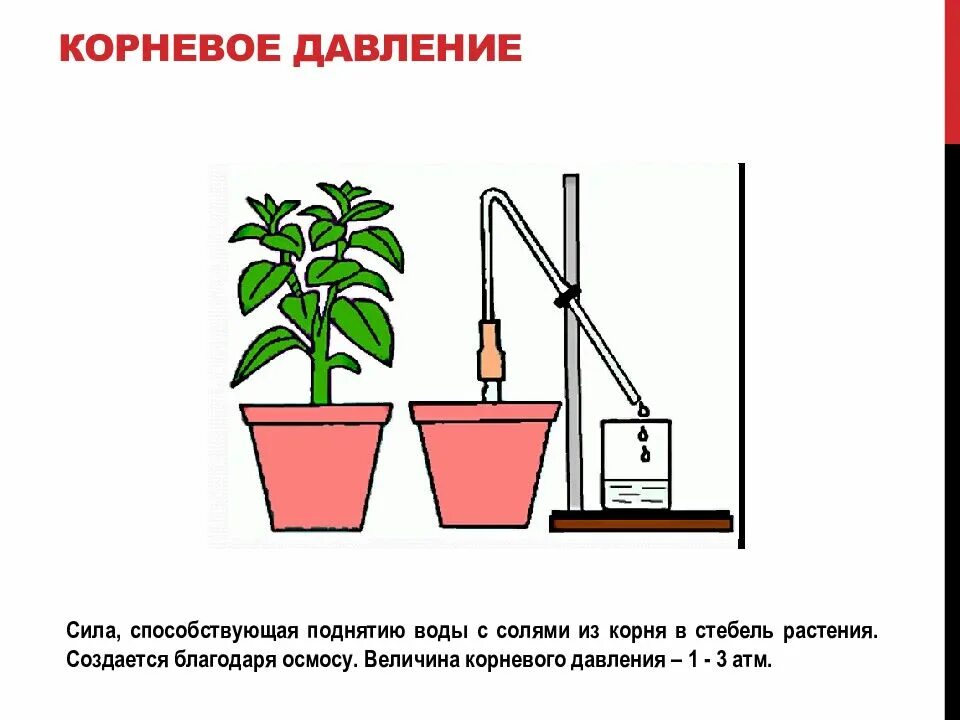 Лабораторная работа по теме дыхание корня. Опыт доказывающий Корневое давление. Опыт доказывающий Корневое давление у растений. Корневое давление опыт рисунок. Опыт демонстрирующий Корневое давление.