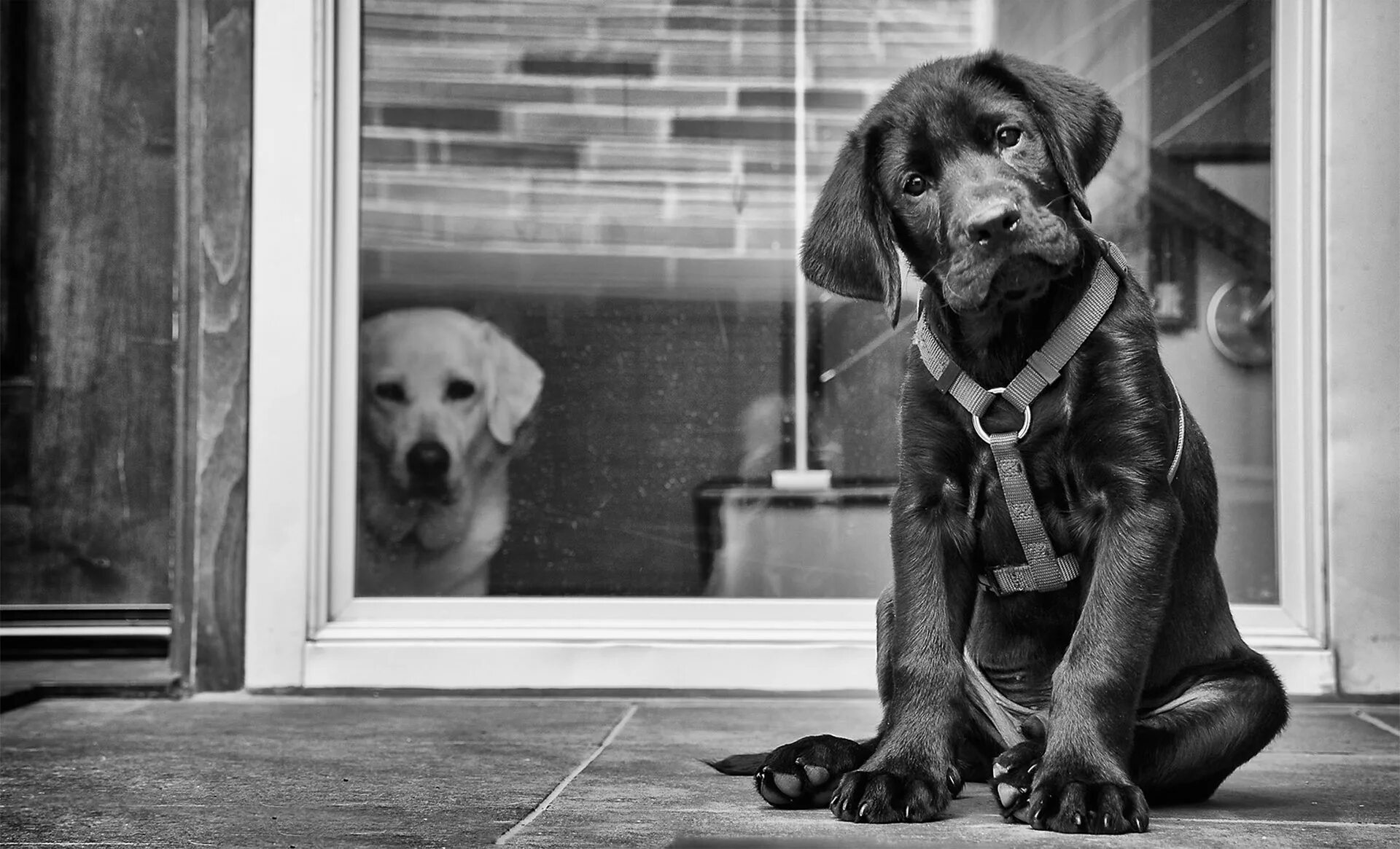 у животных есть чувства. собака ждет хозяина. когда собака начинает лаять. какие чувства испытывают собаки. какие чувства испытывают собаки.