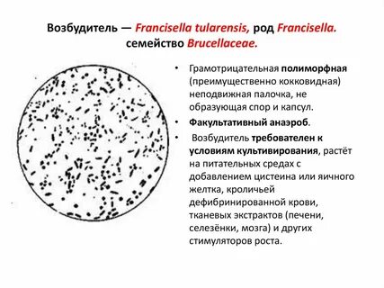 Микробиология возбудителей
