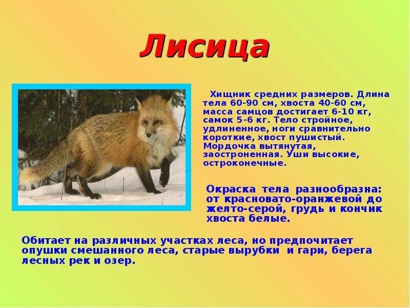 Сообщение о животном 2 класс окружающий мир