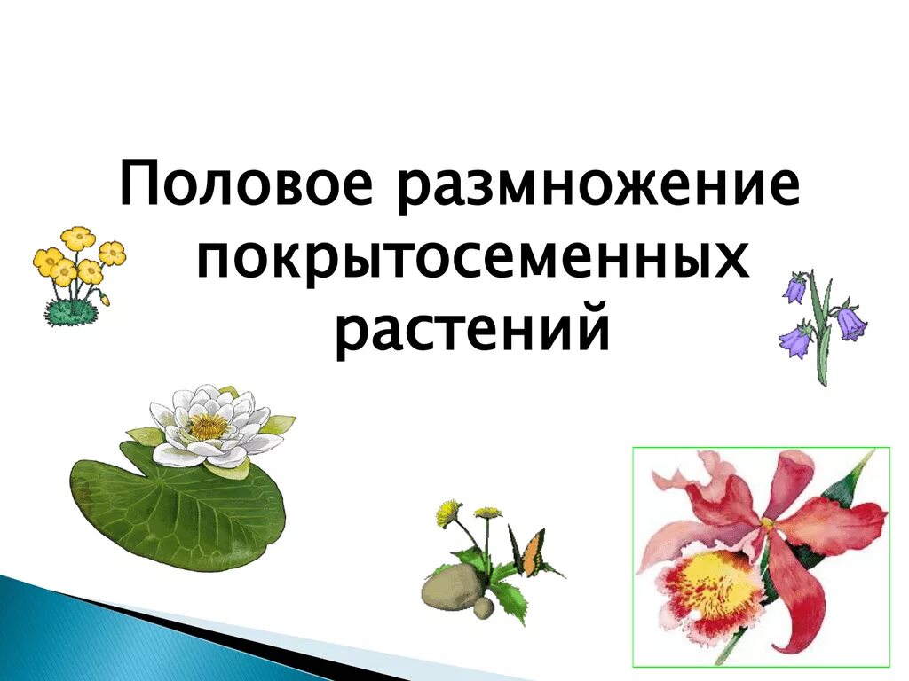 Половое размножение растений. Половое размножение цветковых растений. Размножение покрытосеменных. Размножение покрытосеменных растений.