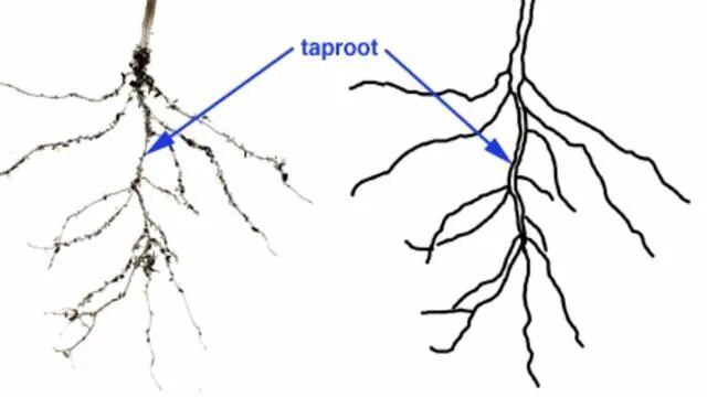 Root threads. Taproot gift. chelate penetration into the plant.