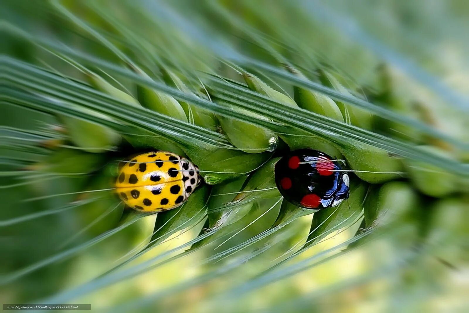 Краснодарский край божьи коровки 2021. Девятиточечная божья коровка. Двенадцатиточечная божья коровка (coleomegilla maculata). Установить божьи коровки. Гр божья коровка.