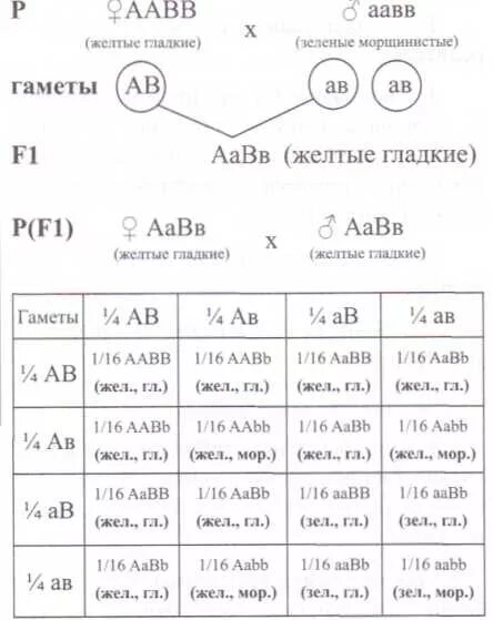 Дигибридное скрещивание аавв аавв. Решетка Пеннета ААВВ ААВВ. AABB AABB скрещивание. Гаметы ААВВ. Таблица по генетике AABB И AABB.