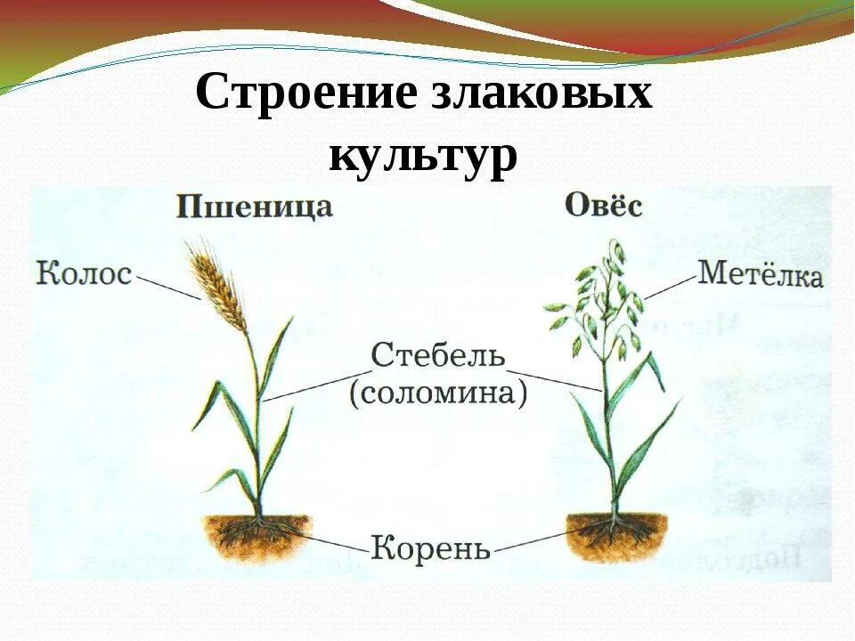 Генеративные органы овса. Злаки строение растения. Строение метелки овса. Строение злаковых культур. Строение злаковых пшеницы.