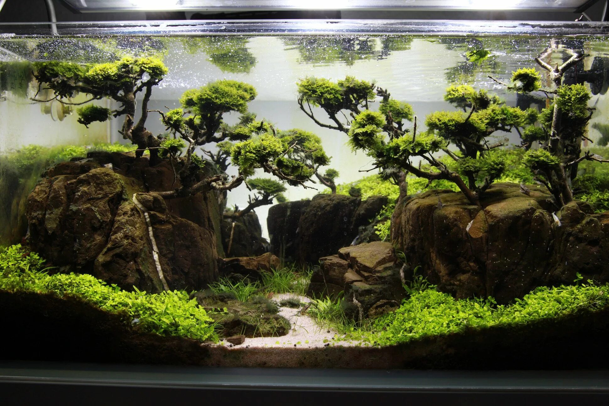 Такаши амано. Такаши амано. Акваскейпинг амано. Анубиас акваскейп. Акваскейп 25л.