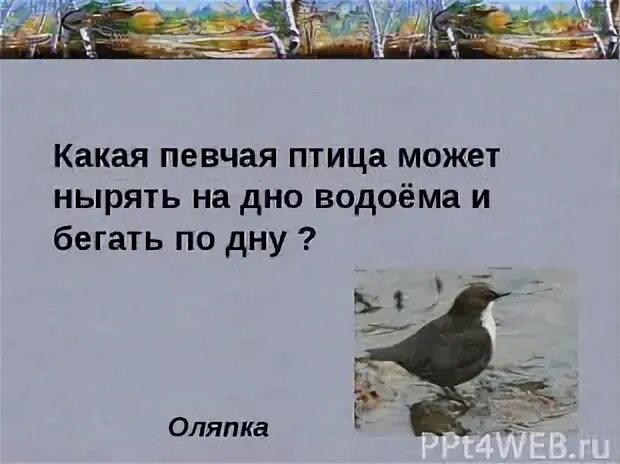 Начало голос птицы. Птица которая может бегать по дну водоема. Какие птицы могут нырять. Какая птица достает себе пищу бегая по дну водоема. Какая птица ныряет и бегает по дну.