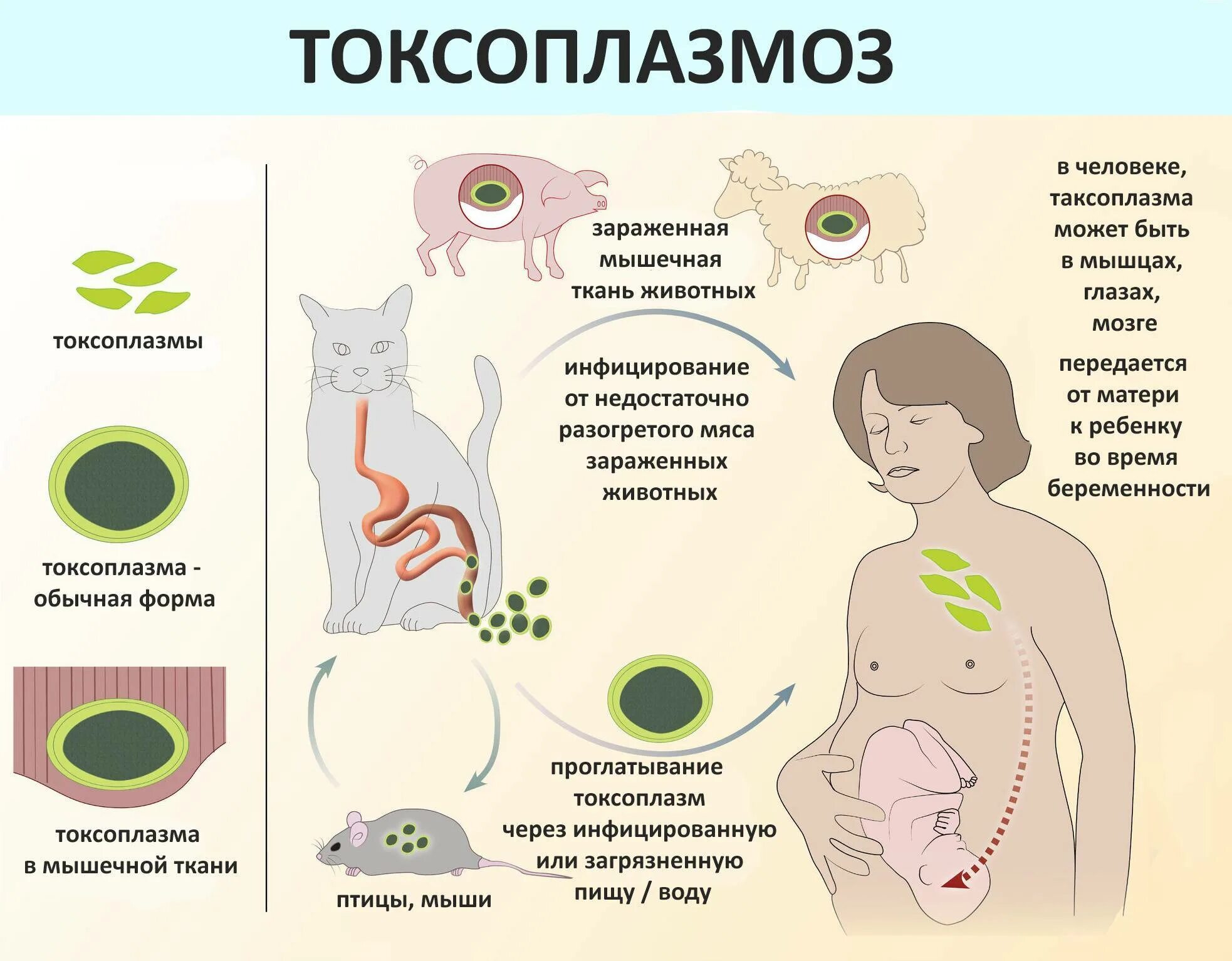 Заболевания передающиеся от кошек. Токсоплазма место паразитирования в организме человека. Симптомы токсоплазмы Гонди. Кошачий паразит токсоплазмоз у человека. Toxoplasma gondii специфический переносчик.