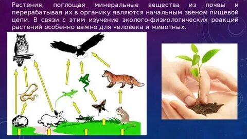 Человек звено в цепи