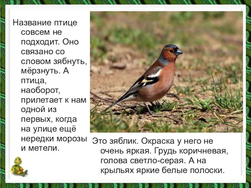 Имена для птичек. Имя эта птица. Зяблик стихотворение. Птица наоборот. Почему зяблика назвали зябликом