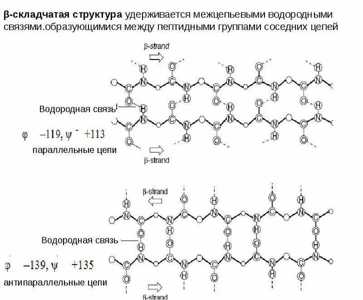 Водородные связи между пептидными группами. Вторичная структура фермента. Водородная связь биохимия. Водородные связи между пептидными группами. Водородная связь между молекулами.