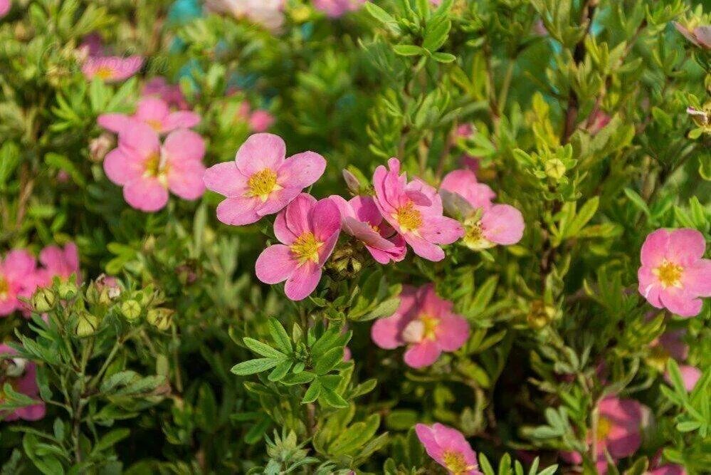 Лапчатка розовая сорта. Лапчатка кустарниковая pink beauty. лапчатка lovely pink. лапчатка кустарниковая лавли пинк. лапчатка кустарниковая ловели пинк.