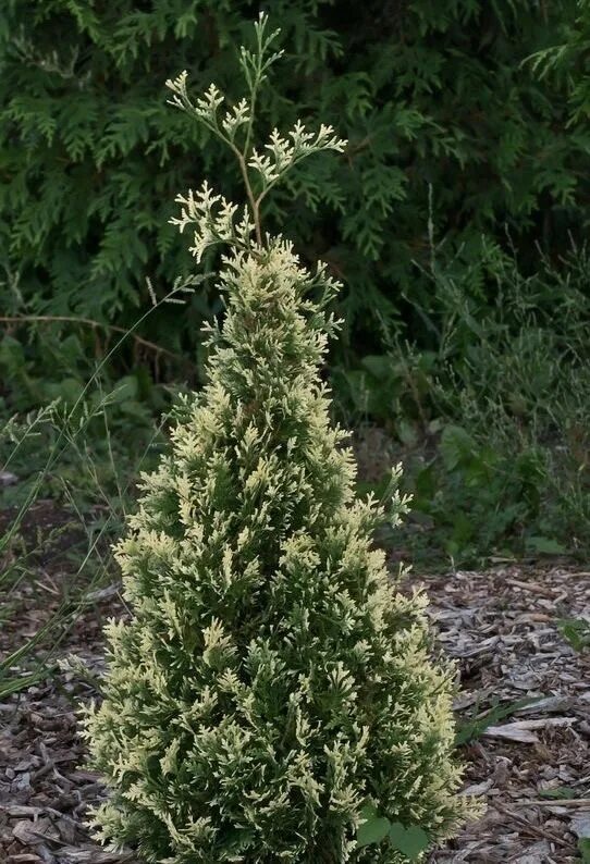 Туя западная Variegata - в наличии низкая цена - саженцы, описание, отзывы, фото