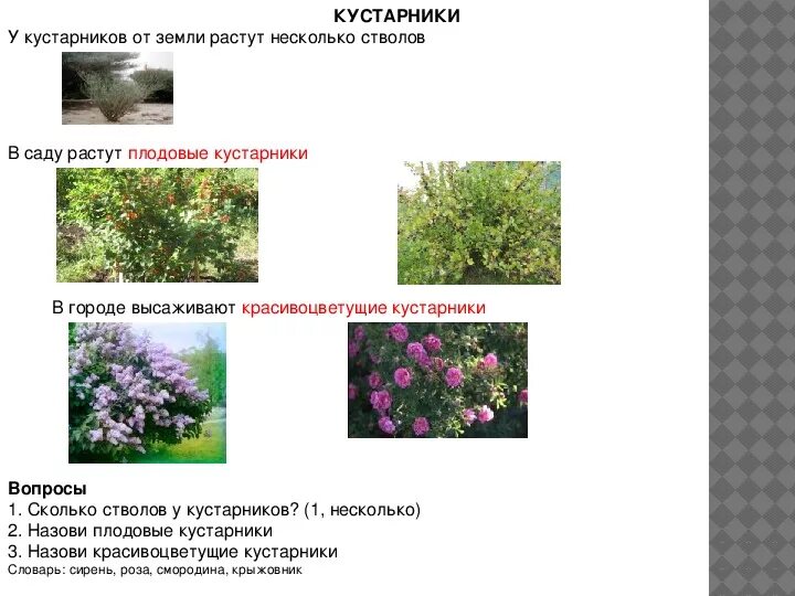 Сколько растут кусты