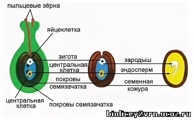 Значение эндосперма у цветковых растений. Образование плода и семени схема. образование семени и плода у цветковых растений. оплодотворение у цветковых растений образование семян и плодов. образование семян и плодов у покрытосеменных растений.
