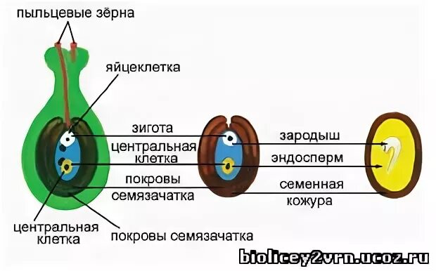 Семена покрытосеменных развиваются. Образование семени и плода у покрытосеменных. Образование семян и плодов у цветковых растений схема. Оплодотворение покрытосеменных растений схема. Образование семени у цветковых растений.