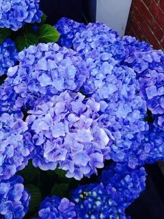 Blue описание