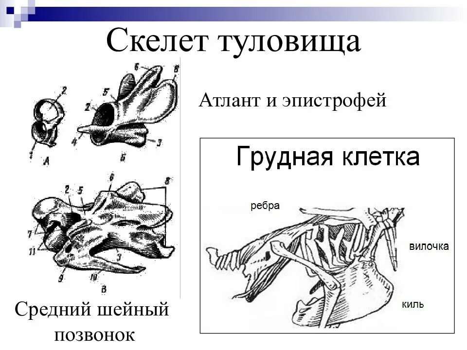 Атлант и эпистрофей у птиц. Строение шейных позвонков птиц. Гетероцельный шейный позвонок птицы. Гетероцельные позвонки у птиц.