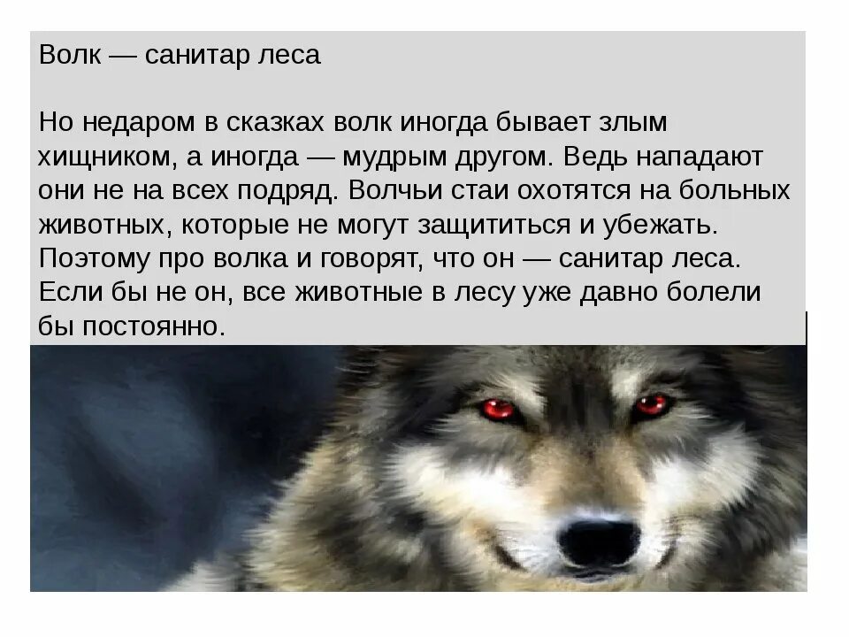 Волк новое слово. Волк санитар леса. Рассказ про волка. Написать о волке. Интересные факты о волках.