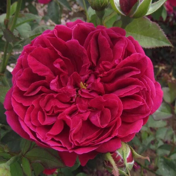 Саженцы розы Darcey Bussell заказать почтой. Купить кусты английские розы Darcey