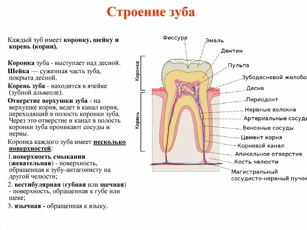 Зубы человека выполняют функцию. Строение зубов коронка шейка. Анатомия зубов коронка шейка корень. Зубы строение и функции таблица. Зубы строение и функции.