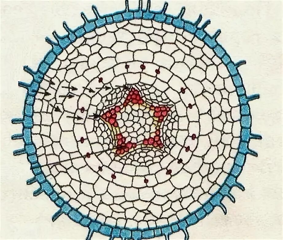 Продрльный сокз кончиуа уорня. Ткань поперечный срез корня растения. Корневой чехлик зона роста. Поперечный срез корня однодольного растения. Поперечное строение корня двудольного растения первичное строение.