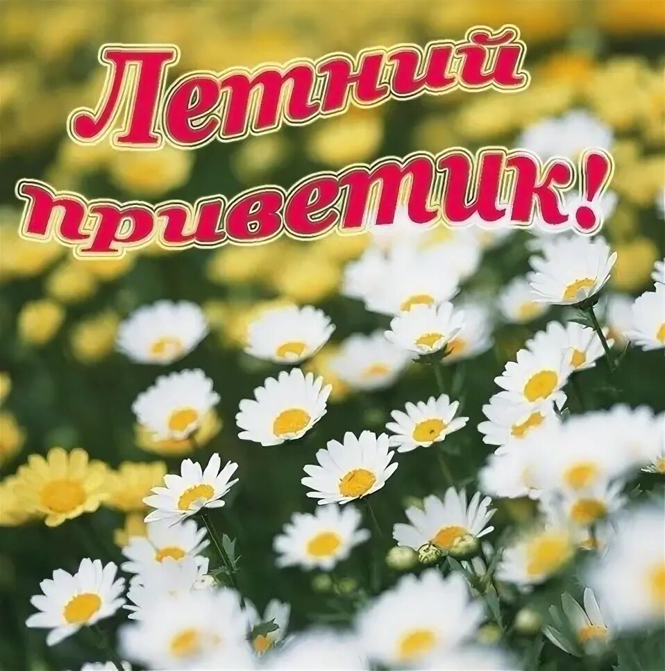 Июльского настроения картинки с надписями. С днём рождения ромашки. Прекрасного летнего дня. Июльского настроения картинки с надписями. Доброго июльского дня.