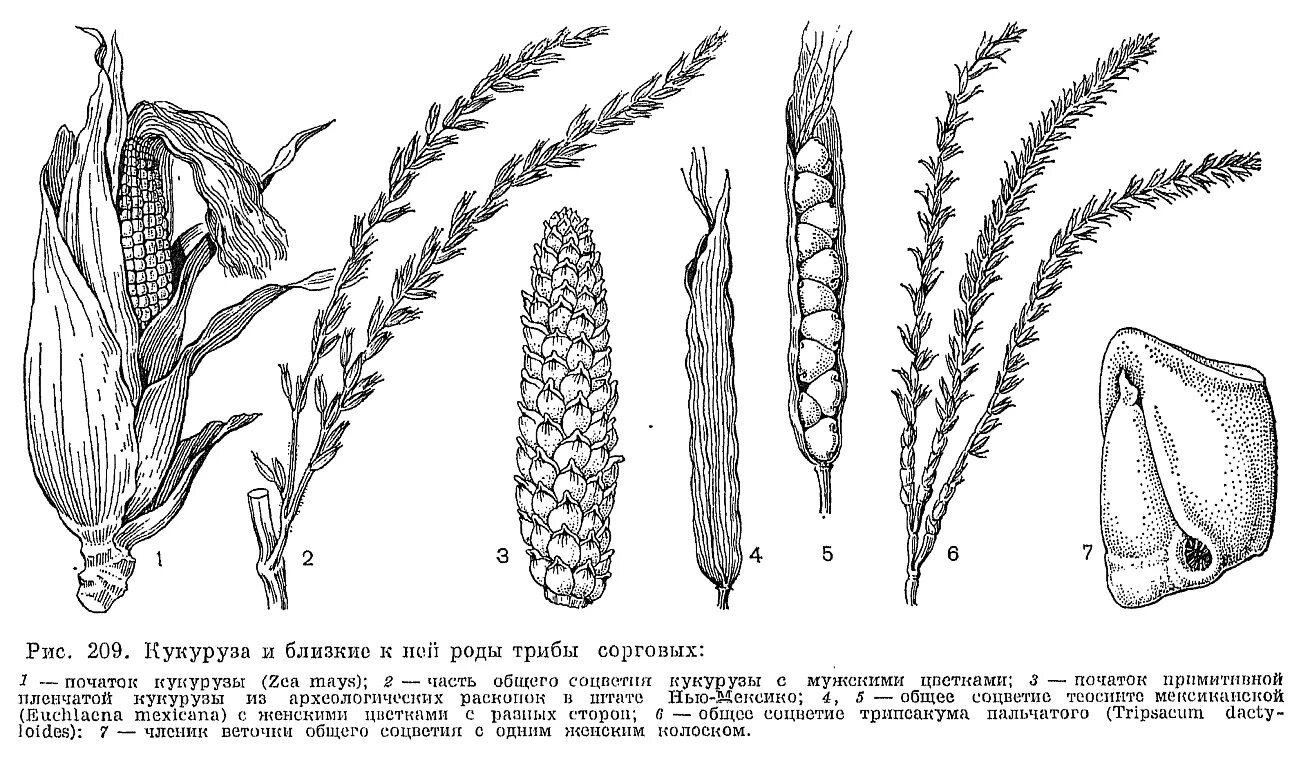 Злаки растения соцветие. Строение соцветия кукурузы. Строение початка кукурузы. Кукуруза соцветие початок. Схема початка кукурузы.