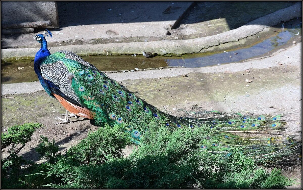 павлины москва. жар птица. павлины москва. павлин мавлин птица. павлиний туннель на проспекте вернадского.