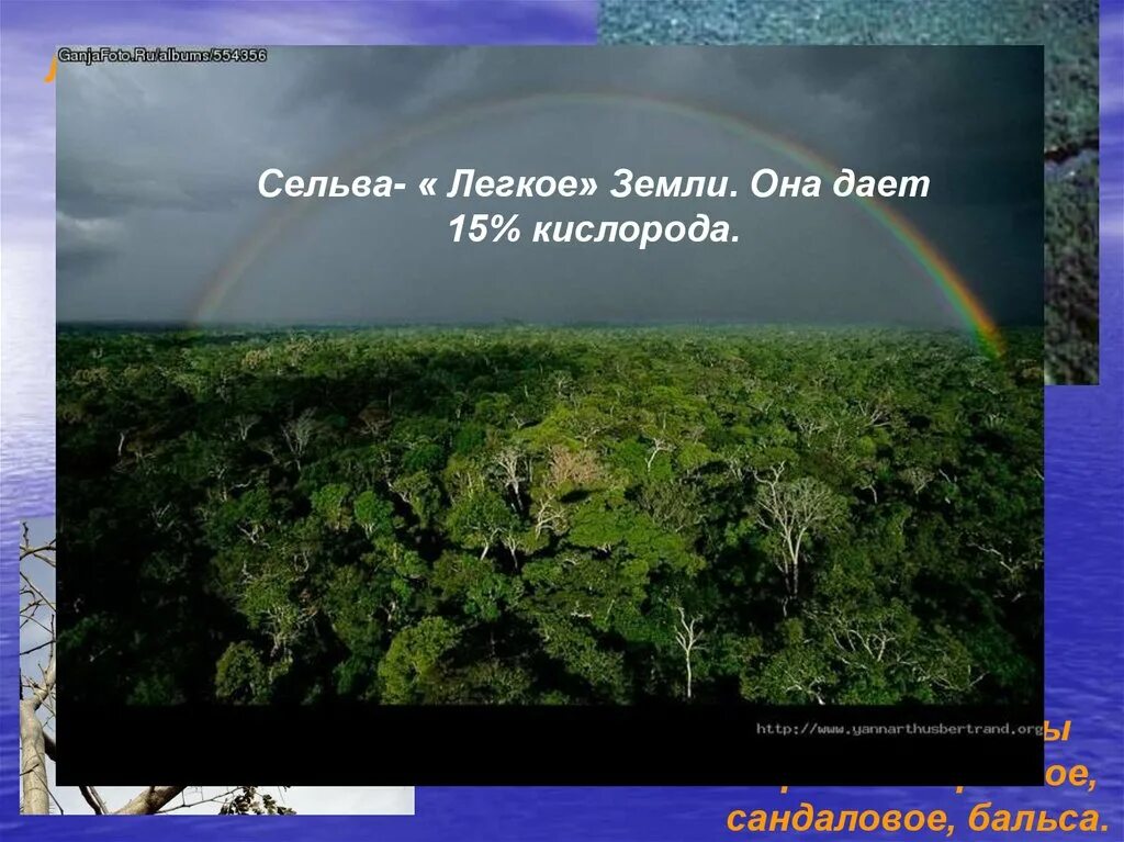 Что с земли легко поднимешь но далеко. Экологические проблемы сельвы. Сельва это в географии. Какие воды находятся в сельве. Бальса сельвы Южной Америки.