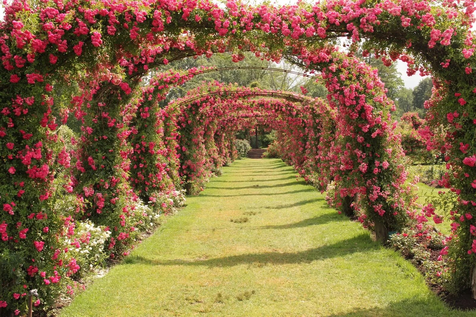 Лучшие розы для сада. Роуз Гарден плетистая. Плетистые розы Берсо.