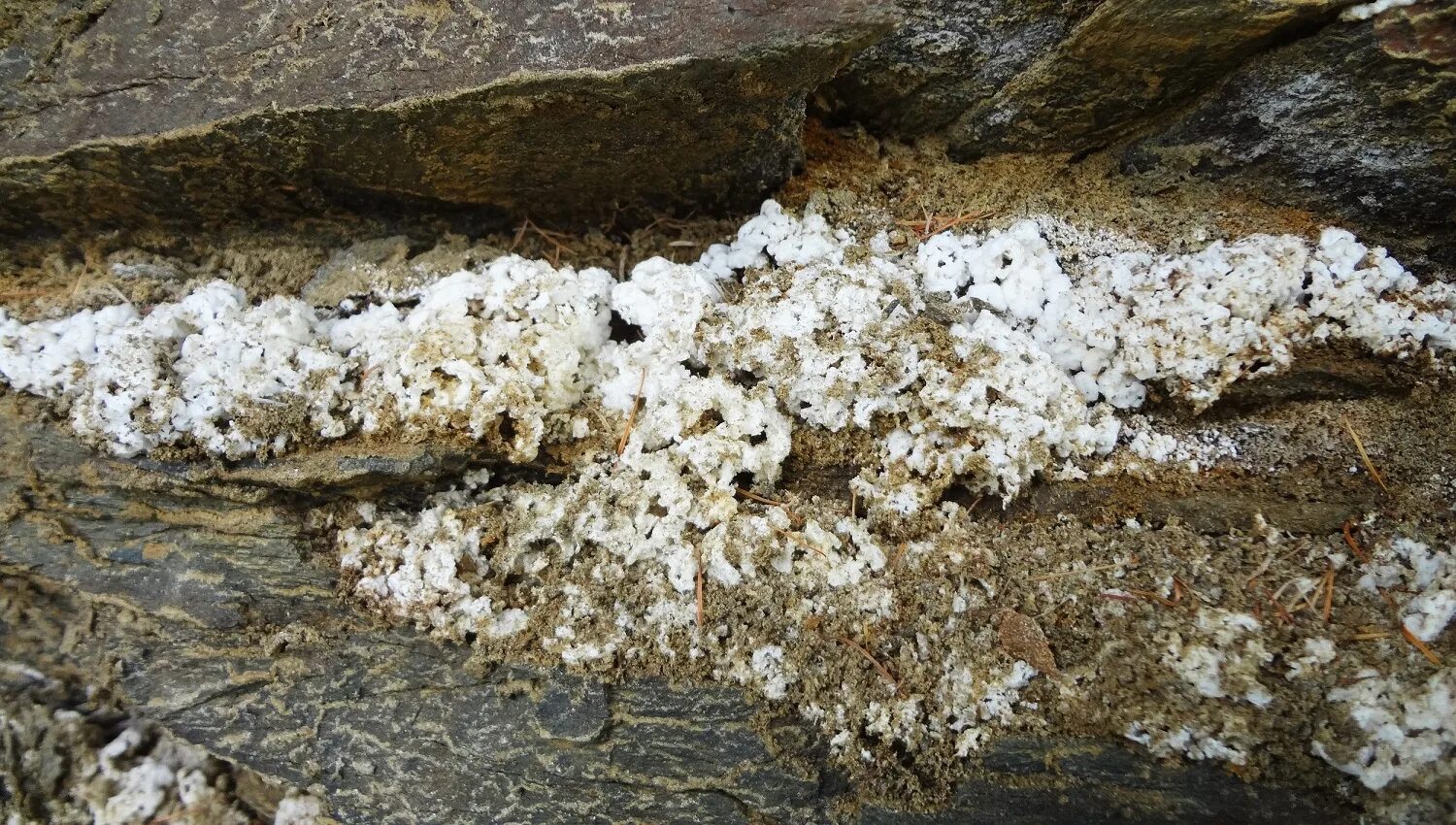 Каменное масло лечение. Каменное масло алтай. забайкальское каменное масло. каменное масло холодной очистки. каменное масло в природе.