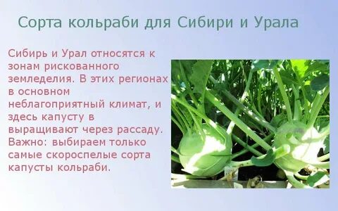 Капуста кольраби польза