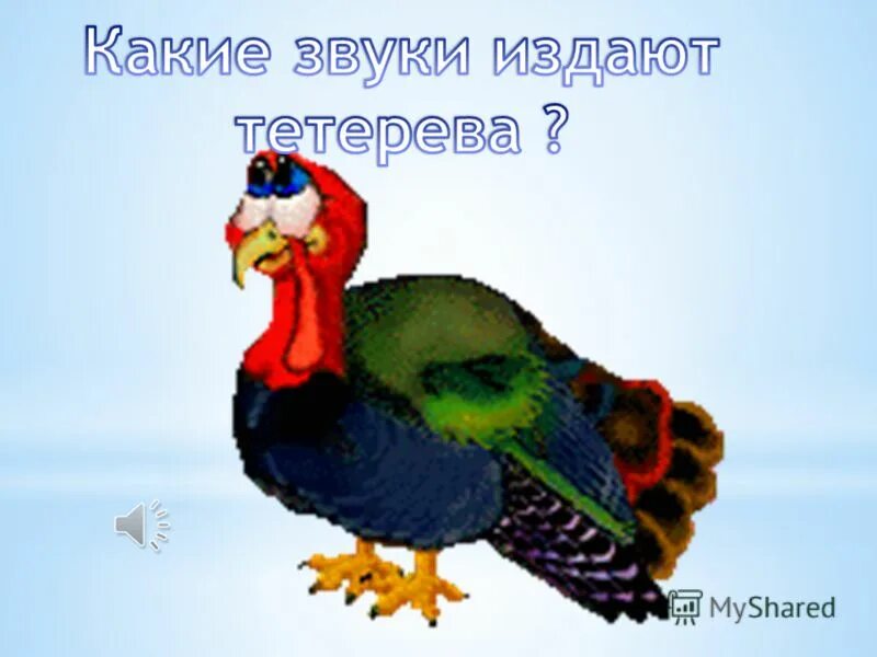 глухарь тетерев рябчик. глухарь (tetrao urogallus). голос птицы глухарь. какие звуки издает глухарь. какие звуки издает глухарь.