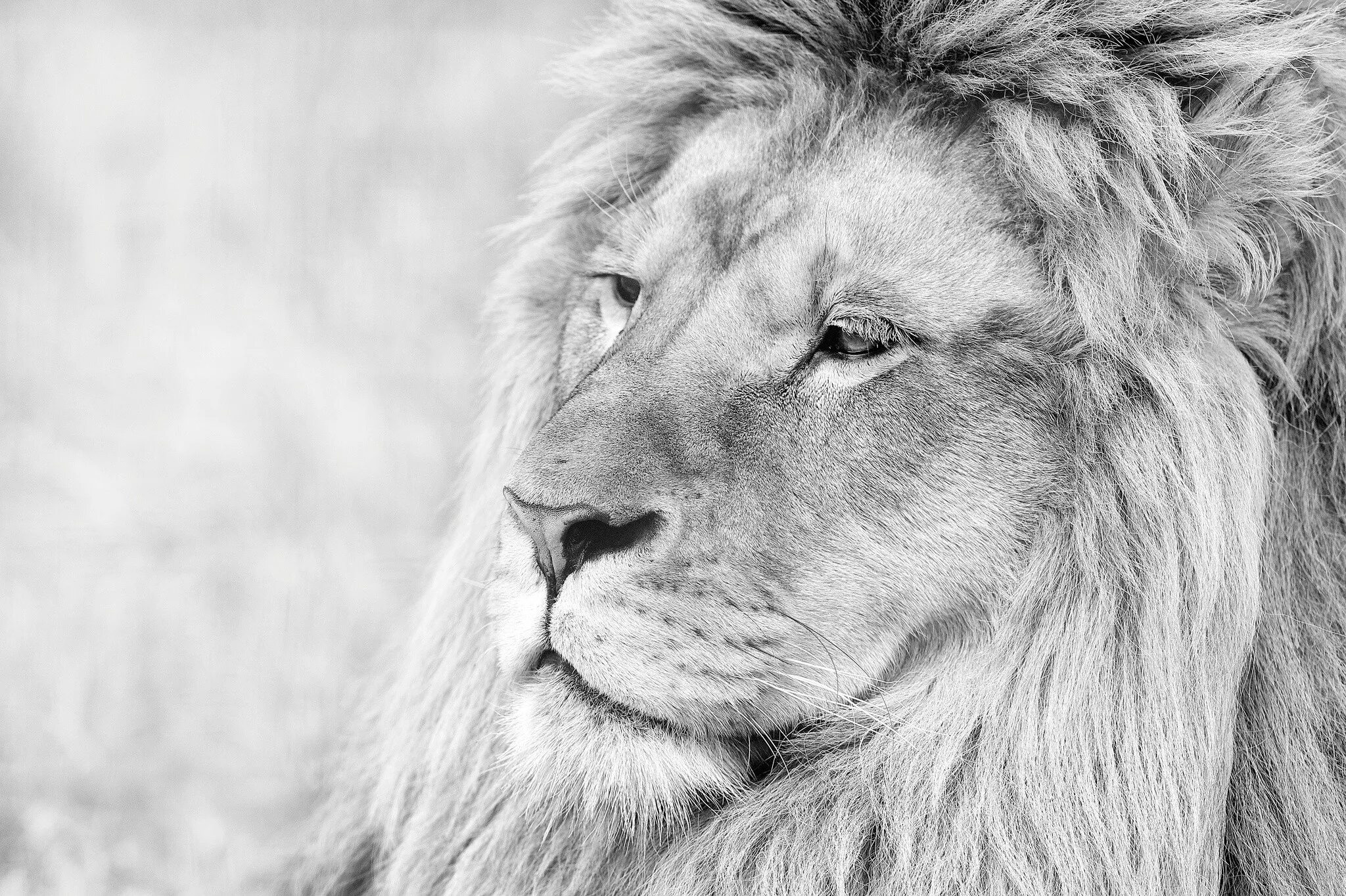 KOPJES KINGDOM on Behance Lion photography, Grey and white cat, White photograph