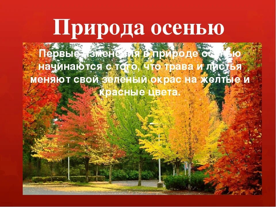 Действие происходит осенью. Осенние изменения. Осенние изменения в природе. Изменения в природе осенью. Осень изменения в природе.