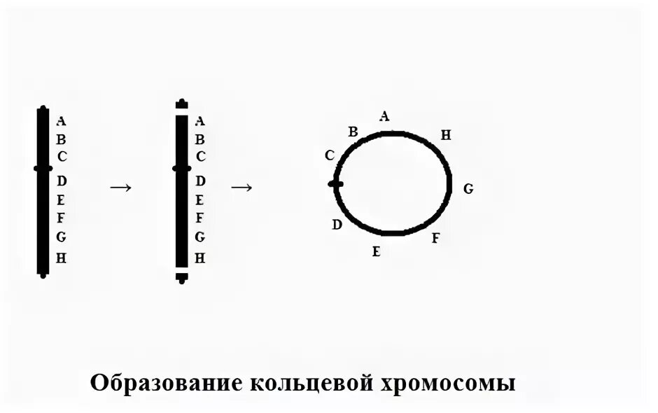 Кольцевая хромосома. Возникновение кольцевых хромосом. Образование кольцевой хромосомы. Кольцевые хромосомы примеры. Кольцевая хромосома 1