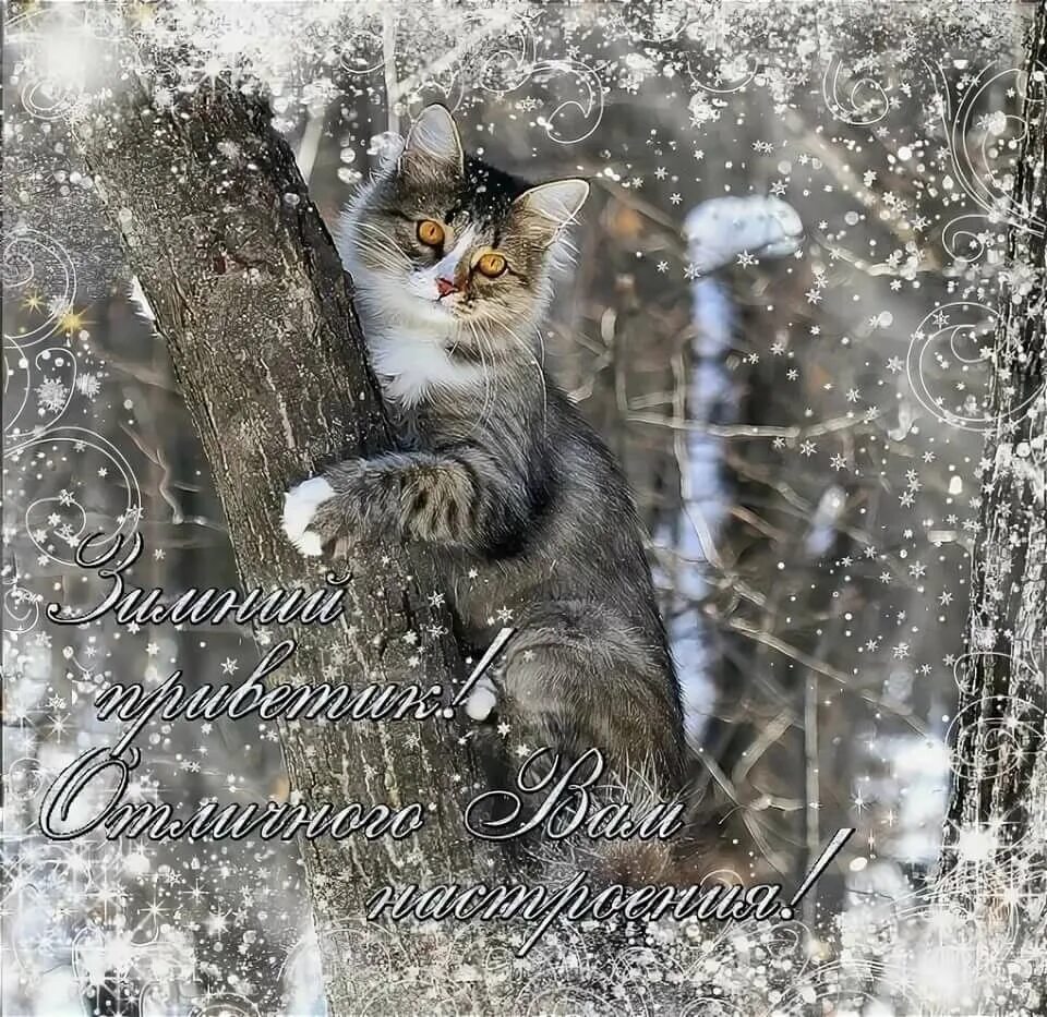 Доброе февральское утро с животными. Зимнее настроение. Чудесного зимнего настроения. Зимнего морозного настроения. Отличного настроения в зимний день.