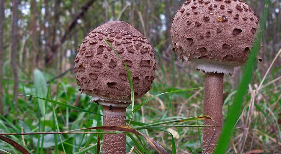 гриб зонтик пестрый ядовитый. хлорофиллум свинцовошлаковый гриб. гриб-зонтик девичий ареал. зонтик гриб несъедобный. краснеющий лохматый гриб зонтик.